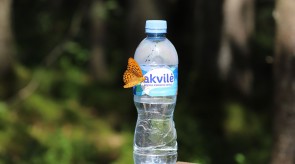 Akvile.jpg