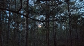 IMG_20200926_195018.jpg