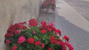 IMG_20200926_101734.jpg