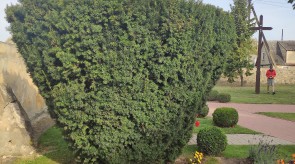 IMG_20200926_101952.jpg