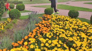 IMG_20200926_102004.jpg